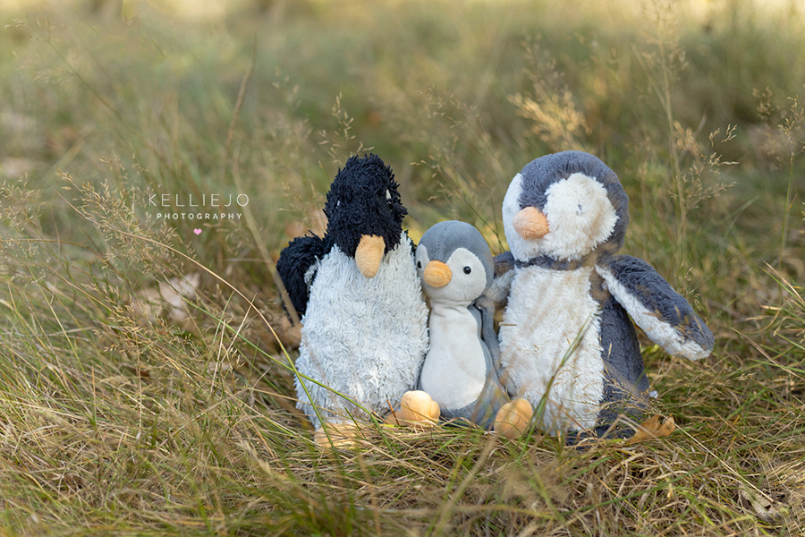 image of three cuddly penguins during a teddy bear photoshoot